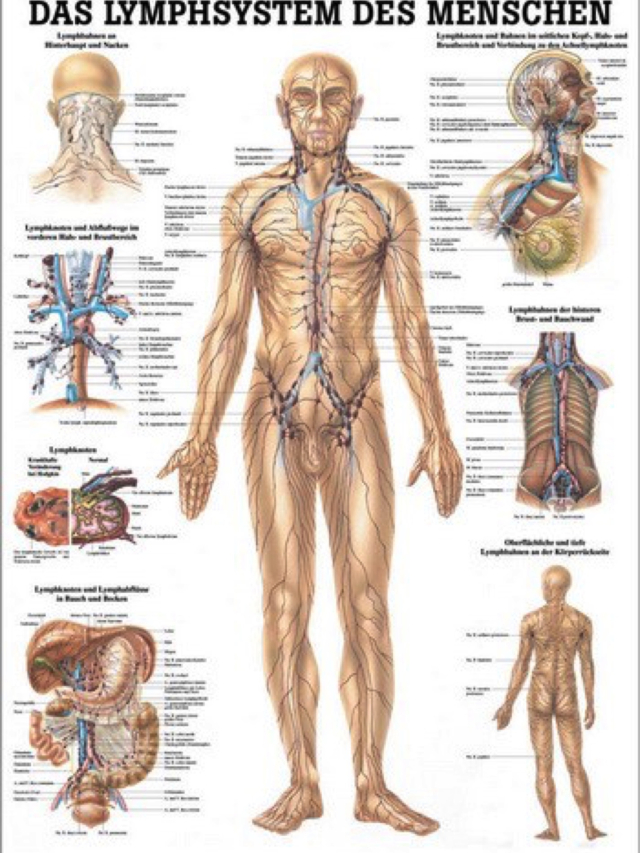 Lehrtafel Das Lymphsystem, 70 x 100 cm, laminiert