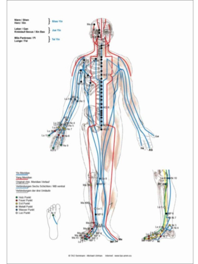 Plakat Meridiane Ventral DIN A2