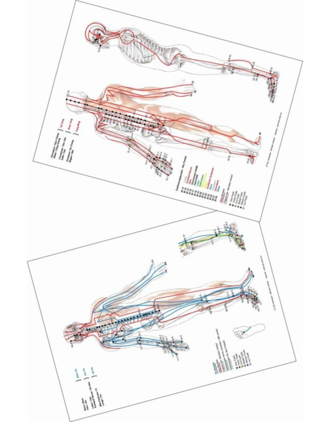 Set Plakat Meridiane Dorsal + Plakat Meridiane Ventral DIN A2