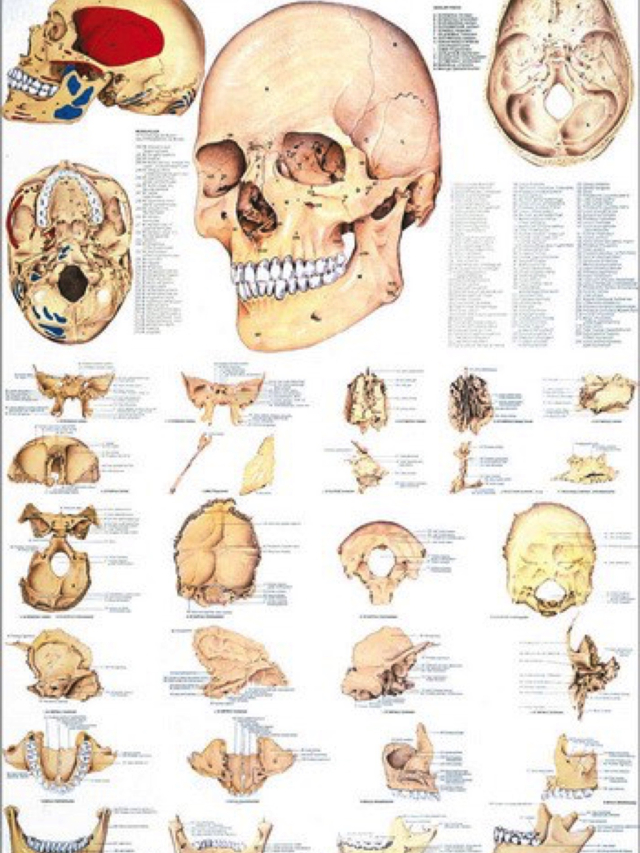 Lehrtafel Der menschliche Schädel, 70 x 100 cm