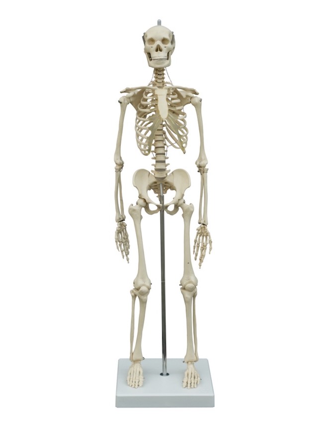 Mini-Skelett, ca. 65 cm, auf Stativ
