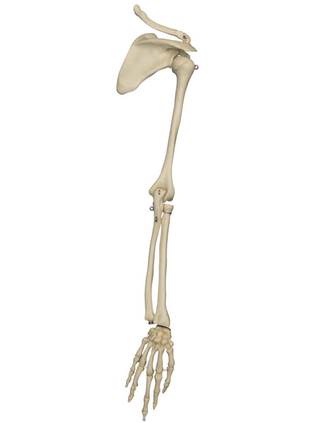 Mini-Arm