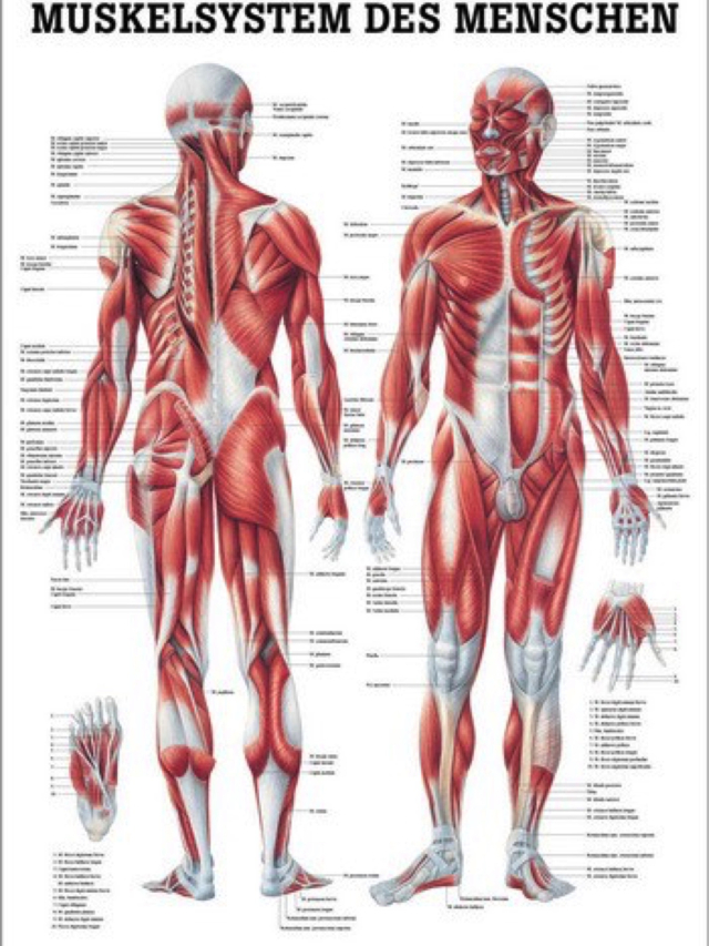 Lehrtafel Muskelsystem/Muscular System, 50 x 70 cm