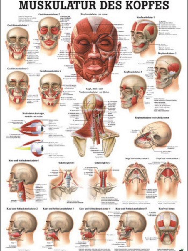 Mini-Poster - Kopfmuskulatur