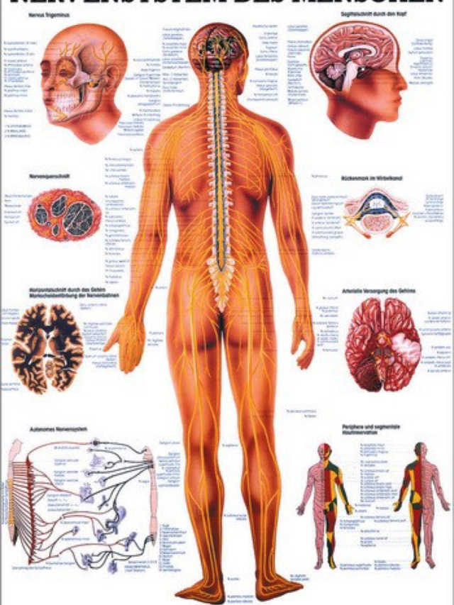 Lehrtafel Nervensystem des Menschen, 70 x 100 cm