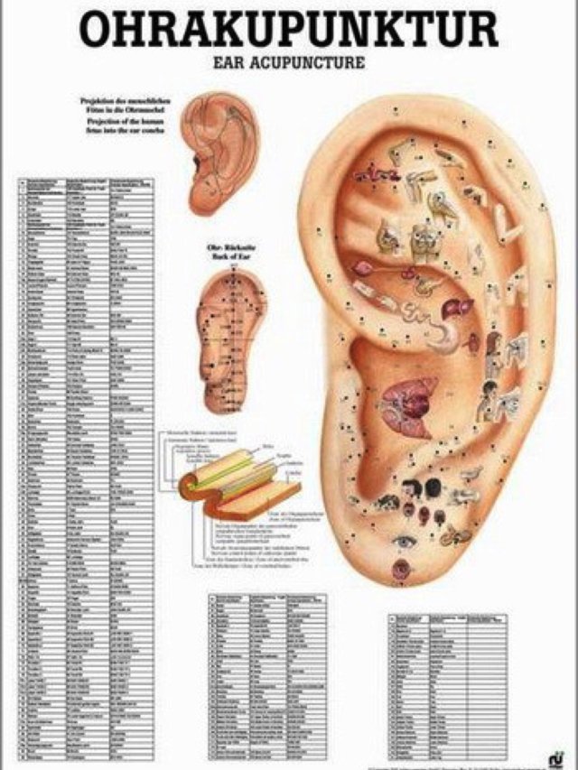 Lehrtafel Ohrakupunktur 50 x 70cm