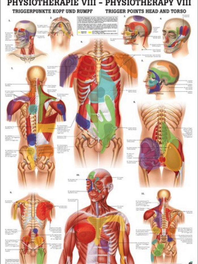 Mini-Poster - Triggerpunkte Kopf und Rumpf