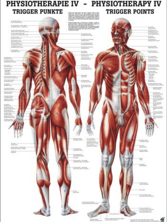 Lehrtafel Physiotherapie 4 - Trigger Punkte, 50 x 70 cm