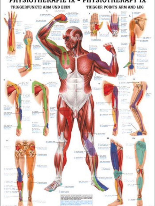 Mini-Poster - Triggerpunkte Arm und Bein