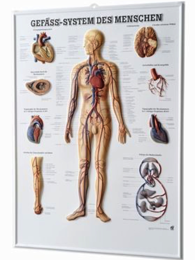Gefäss-System des Menschen, 3-D-Relief-Poster