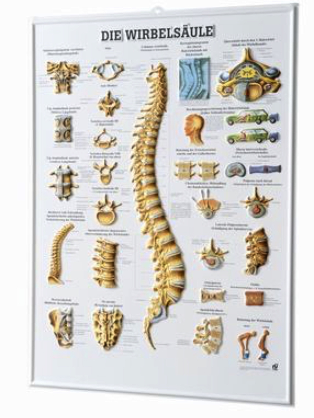 Die Wirbelsäule, 3-D-Relief-Poster