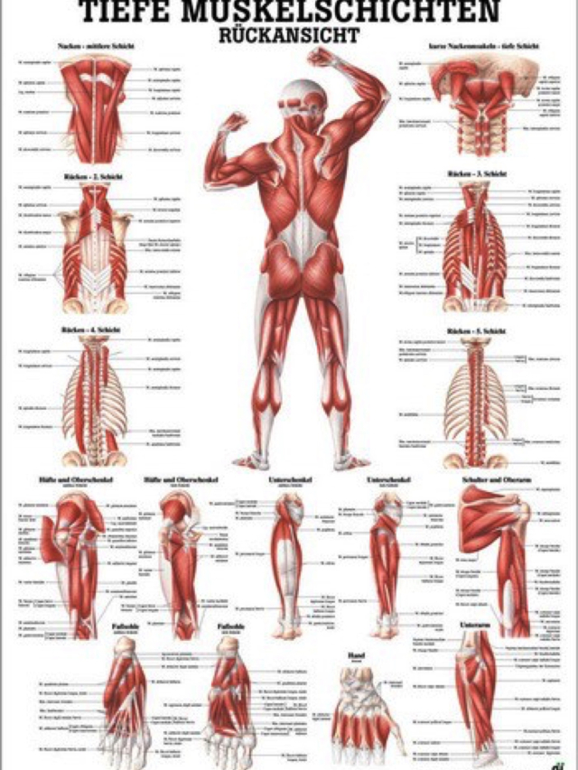 Mini-Poster - Tiefe Muskelschichten Rückenansicht