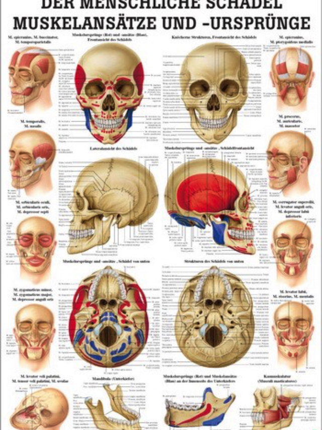 Anatomische Lehrtafel - Der menschliche Schädel Muskelansätze und Ursprünge, 70 x 100 cm