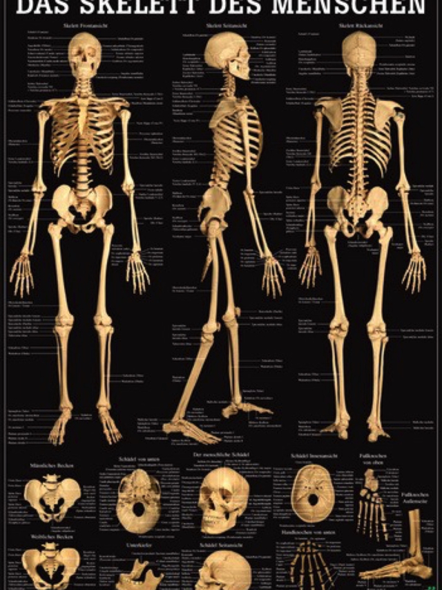 Mini-Poster - Das Skelett des Menschen,