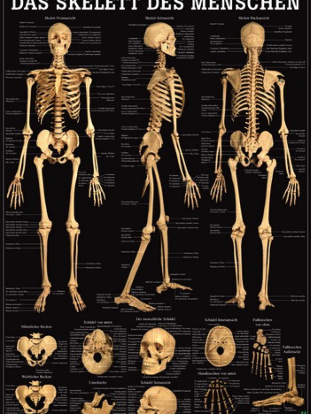 Lehrtafel Das Skelett des Menschen, 70 x 100 cm