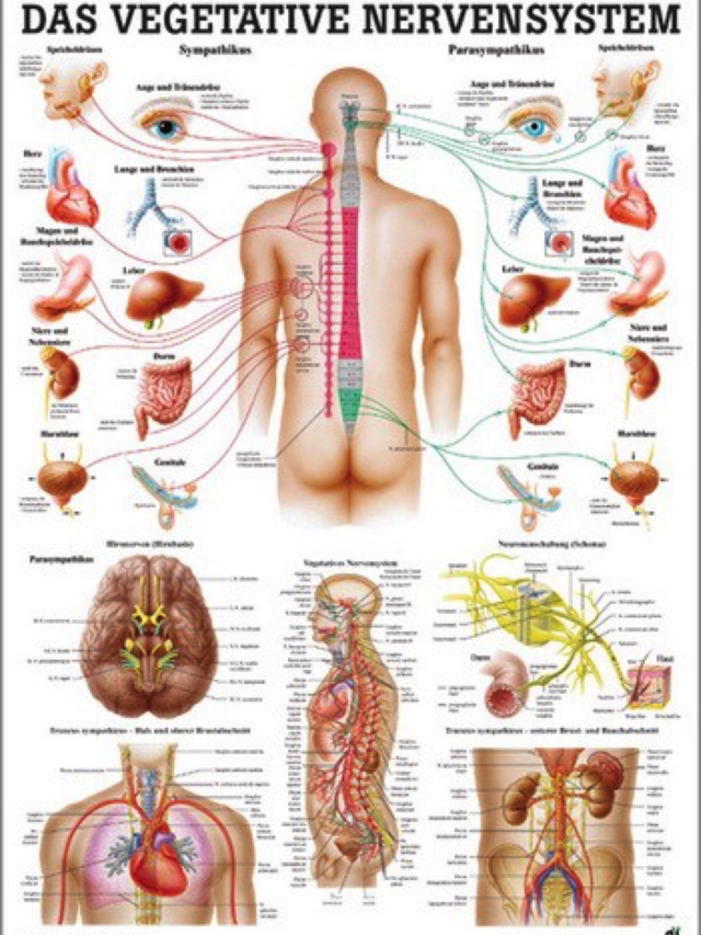 Das Vegetative Nervensystem, ca. 70 x 100cm laminiert