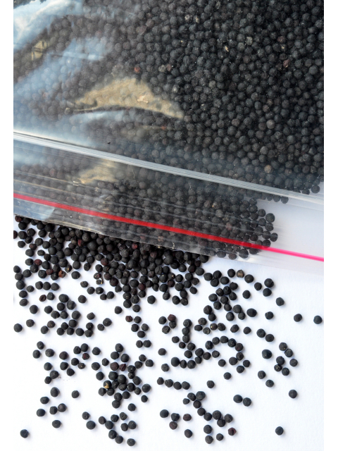 Vaccaria Samen im 100g Beutel, Ohrakupressur