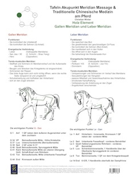 Holz Element. Gallen und Leber Meridian. AMM und TCM am Pferd