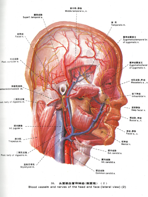 Topographic anatomy (Chinesisch/Englisch)