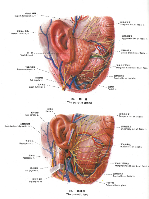 Topographic anatomy (Chinesisch/Englisch)