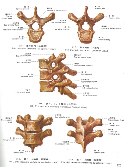 Topographic anatomy (Chinesisch/Englisch)