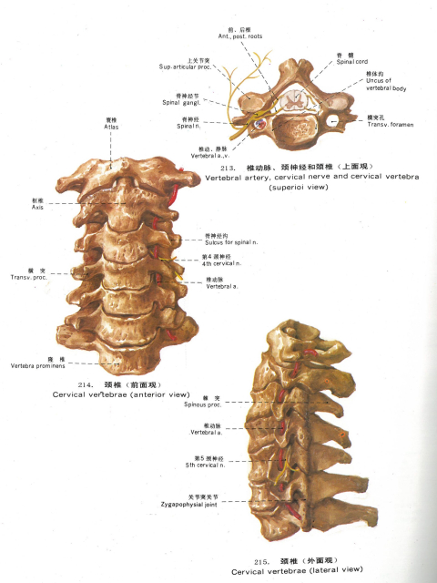 Topographic anatomy (Chinesisch/Englisch)