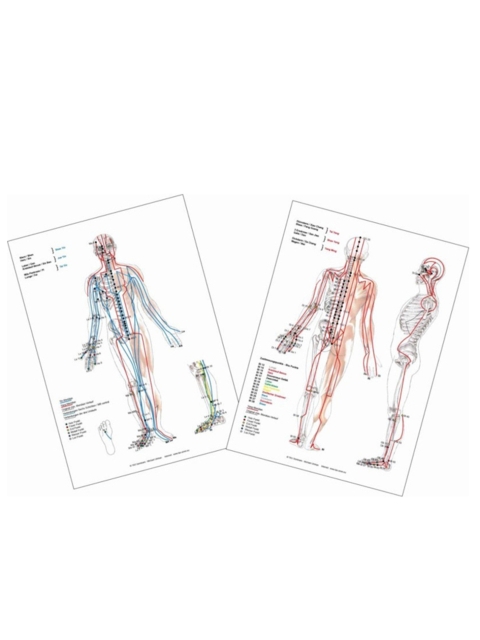 Set Plakat Meridiane Dorsal + Plakat Meridiane Ventral DIN A2