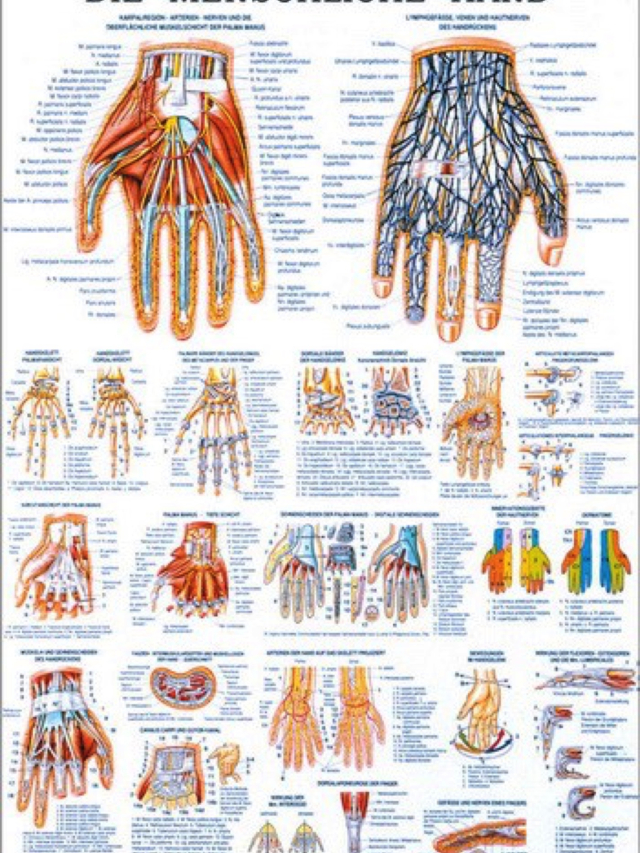 Lehrtafel Die menschliche Hand, 70 x 100 cm