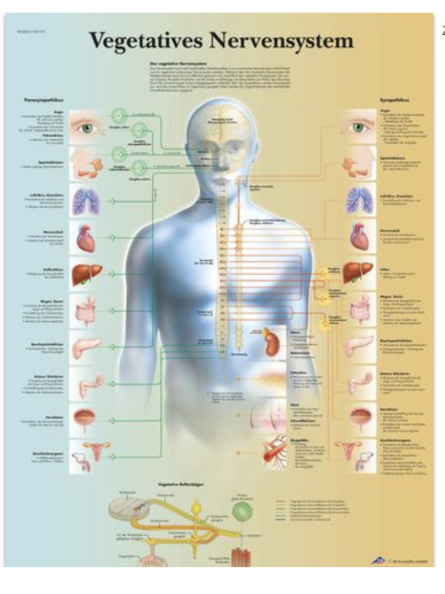 Das vegetative Nervensystem, 50 x 67cm, Posterformat